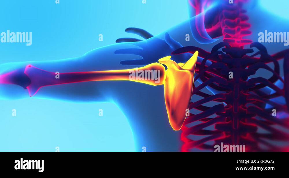 Adult Male Feeling The Shoulder Pain. X-Ray 3D Animation Stock Video ...