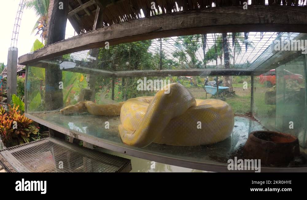 Burmese python invasive species Stock Videos & Footage - HD and 4K ...