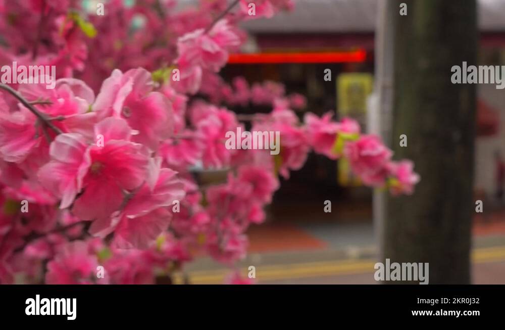 cherry blossom flowers in Singapore marina bay sands Stock Video