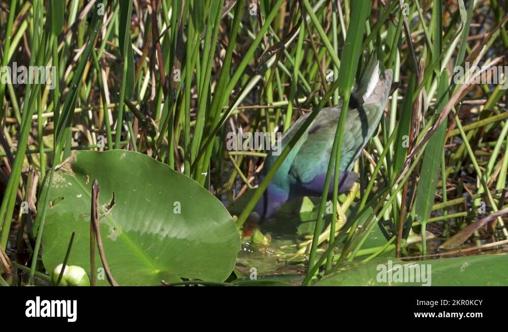 Tropical plant seeds Stock Videos & Footage HD and 4K Video Clips Alamy