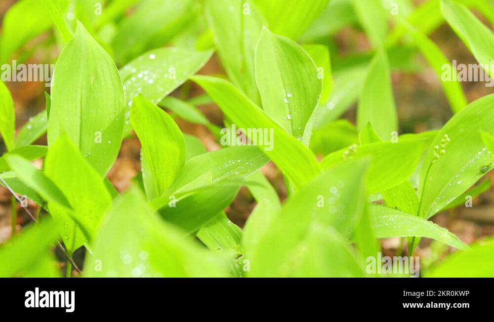Lily of the valley convallaria majalis buds Stock Videos & Footage HD