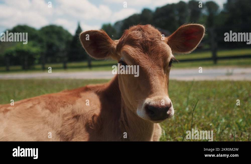 Veal farm Stock Videos & Footage HD and 4K Video Clips Alamy
