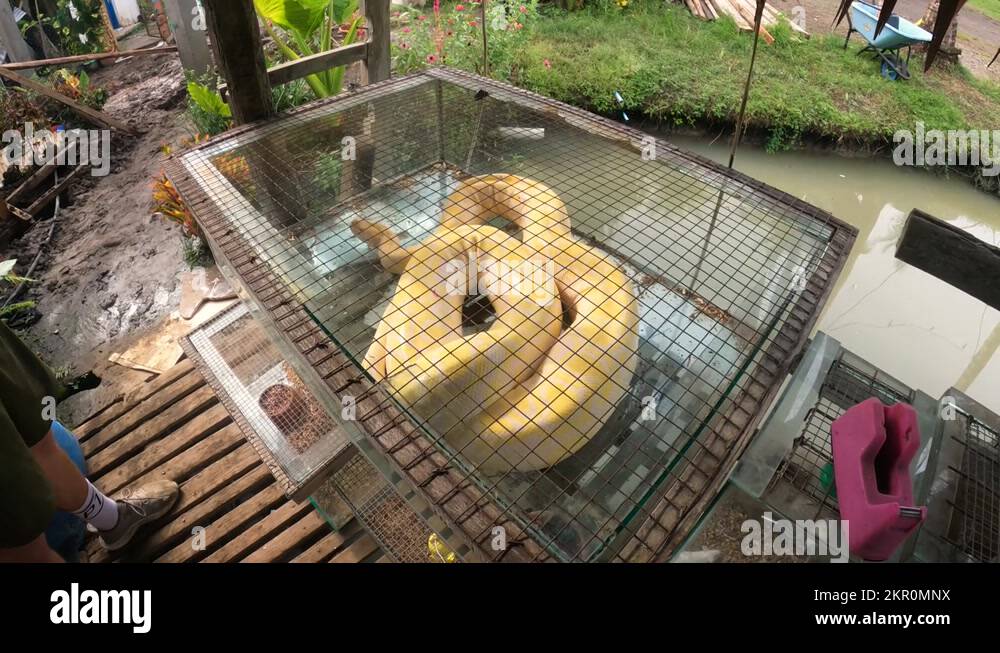 Caged snake Stock Videos & Footage - HD and 4K Video Clips - Alamy