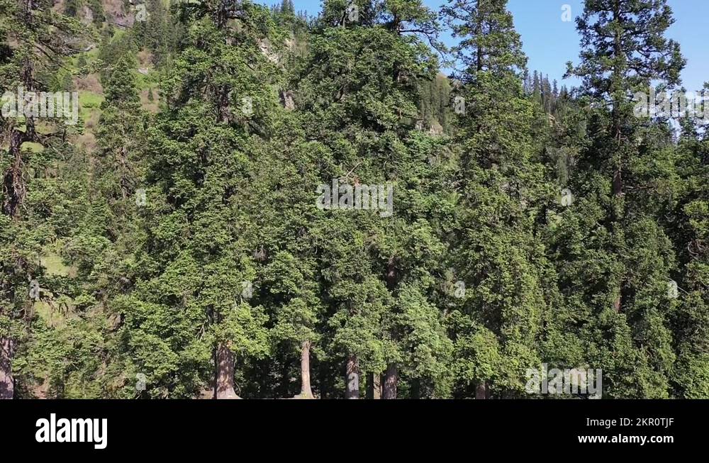 Dense Forest In Alpine Meadows At Sar Pass Trek In Himachal Pradesh