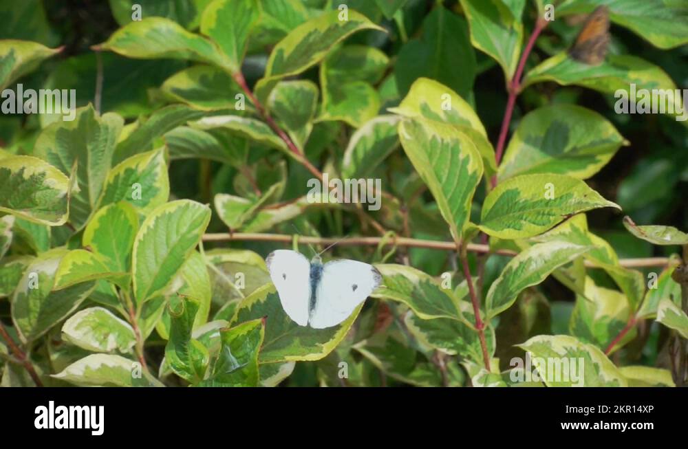 two butterflies in slow motion. One flying, one taking off Stock Video