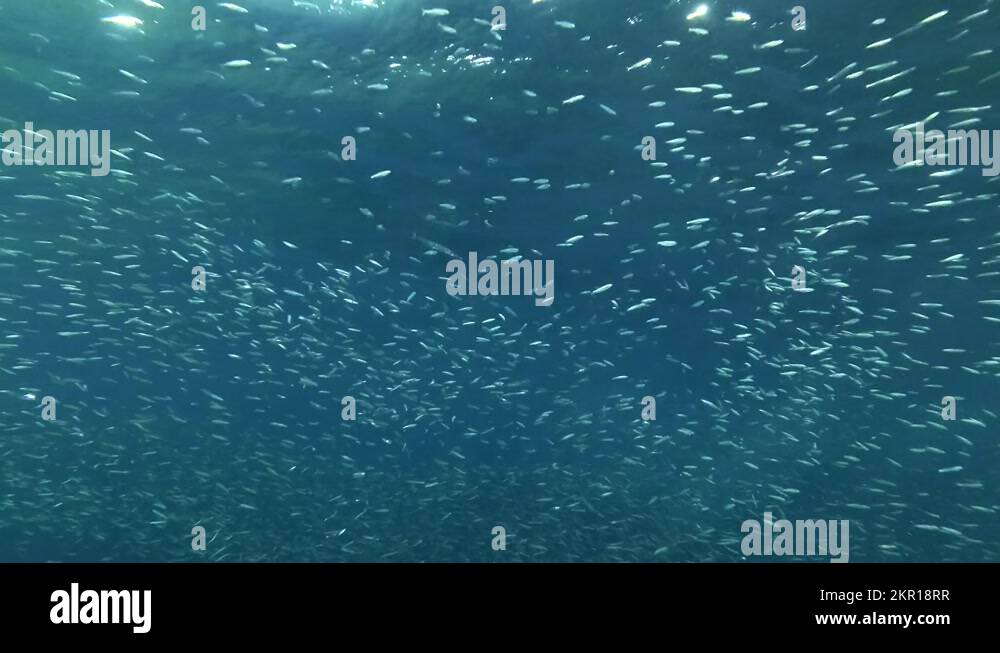 Roundherring Stock Videos & Footage - HD and 4K Video Clips - Alamy