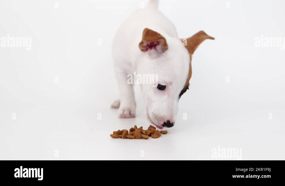 Jack russell puppy food Stock Videos & Footage HD and 4K Video Clips