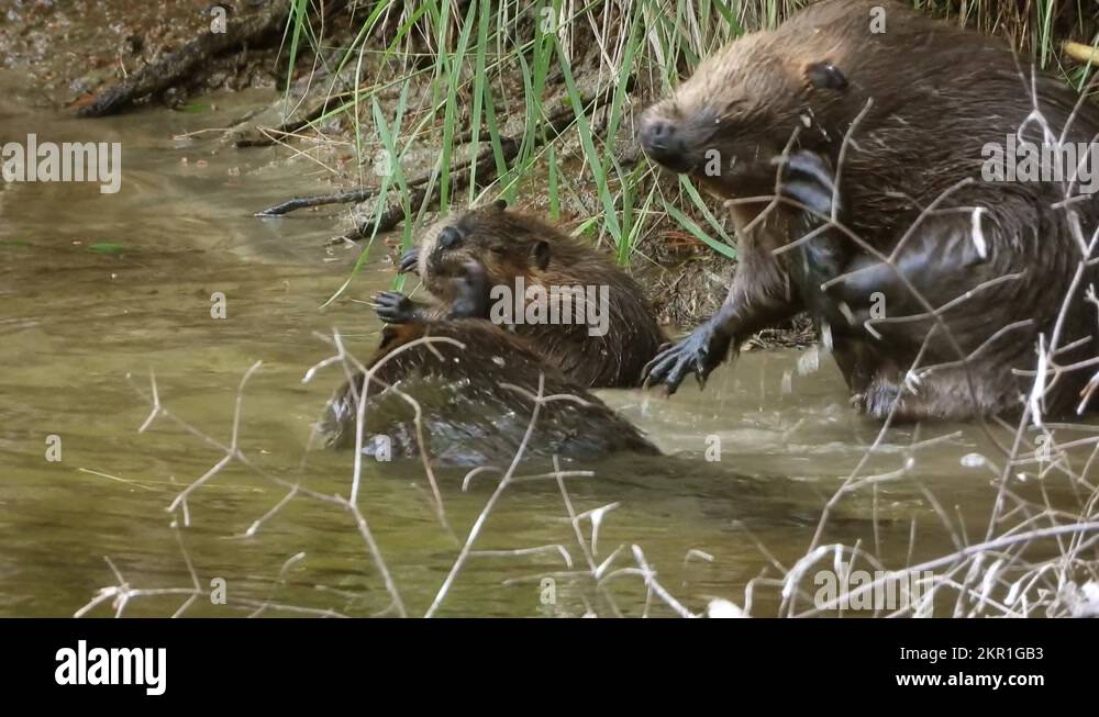 Castoridae canadensis Stock Videos & Footage HD and 4K Video Clips
