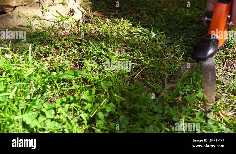 Garden worker using manual scissors for cutting fresh grown green grass