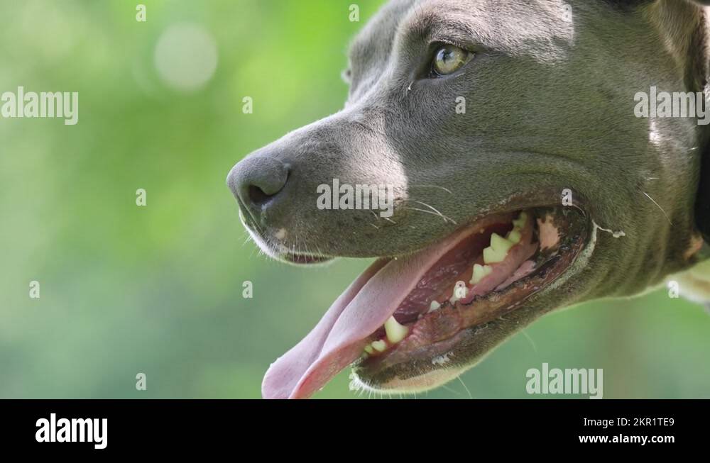 Gray pit bull Stock Videos & Footage - HD and 4K Video Clips - Alamy