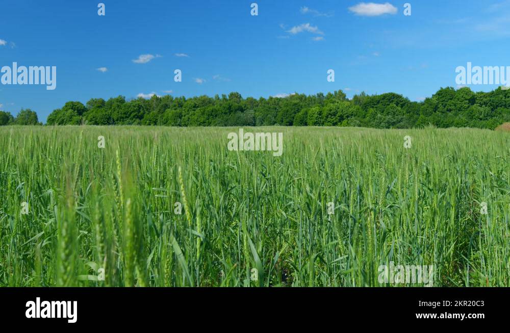Rye grass seed Stock Videos & Footage HD and 4K Video Clips Alamy