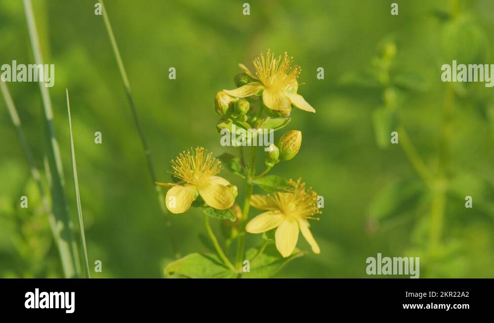 St johns wort herb Stock Videos & Footage HD and 4K Video Clips Alamy