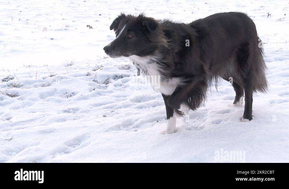 Winter border collie Stock Videos & Footage HD and 4K Video Clips Alamy