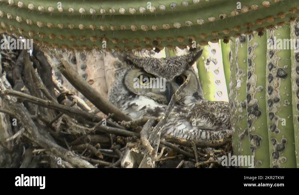 Nesting in saguaro cactus Stock Videos & Footage HD and 4K Video
