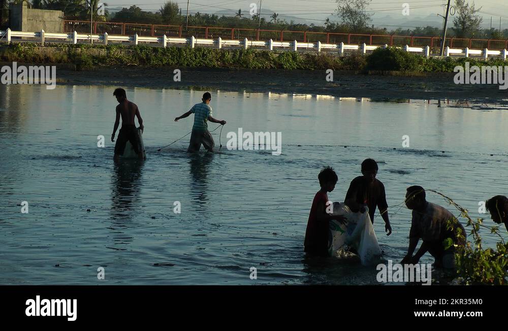 Harvesting Milkfish on a Fish farm on Panay island in the Philippines