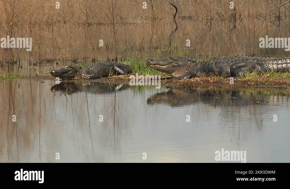 Alligators, Two large alligators sunning and reflected on smooth water