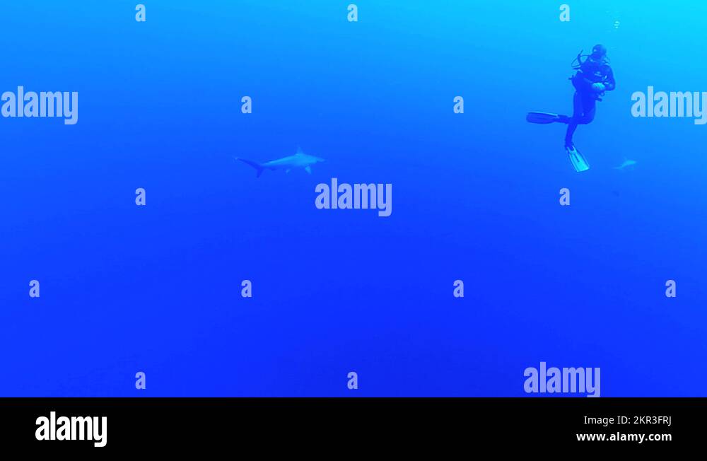 Hammerhead shark swimming near diver Stock Video Footage - Alamy