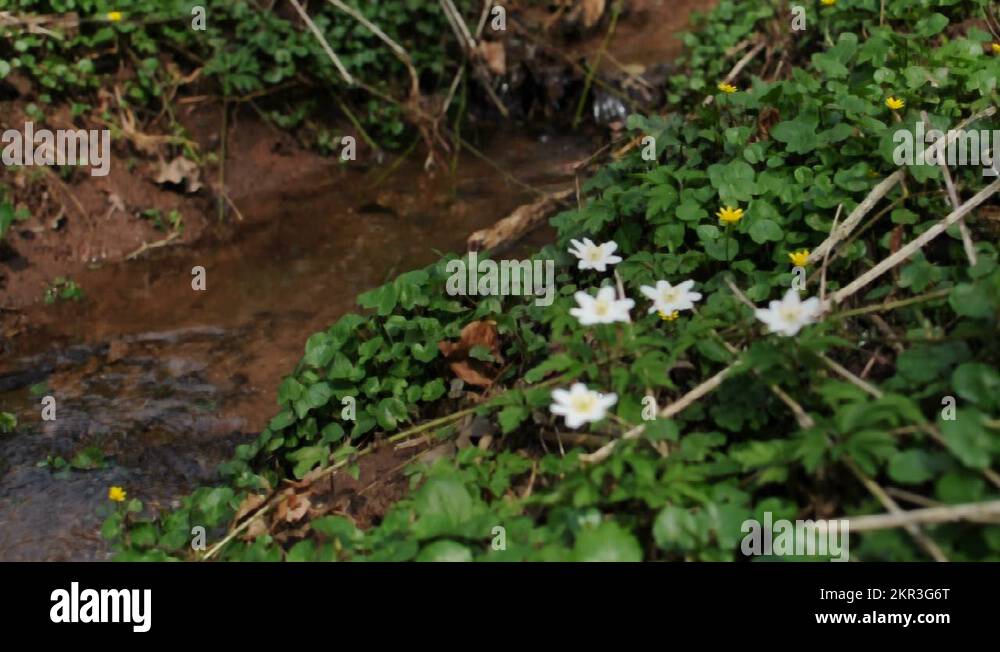 Rivulet Stock Videos & Footage HD and 4K Video Clips Alamy