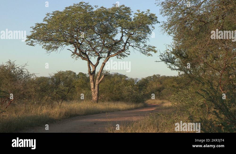 Marula Stock Videos & Footage - HD and 4K Video Clips - Alamy