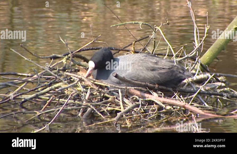 Nest floating on pond Stock Videos & Footage - HD and 4K Video Clips ...