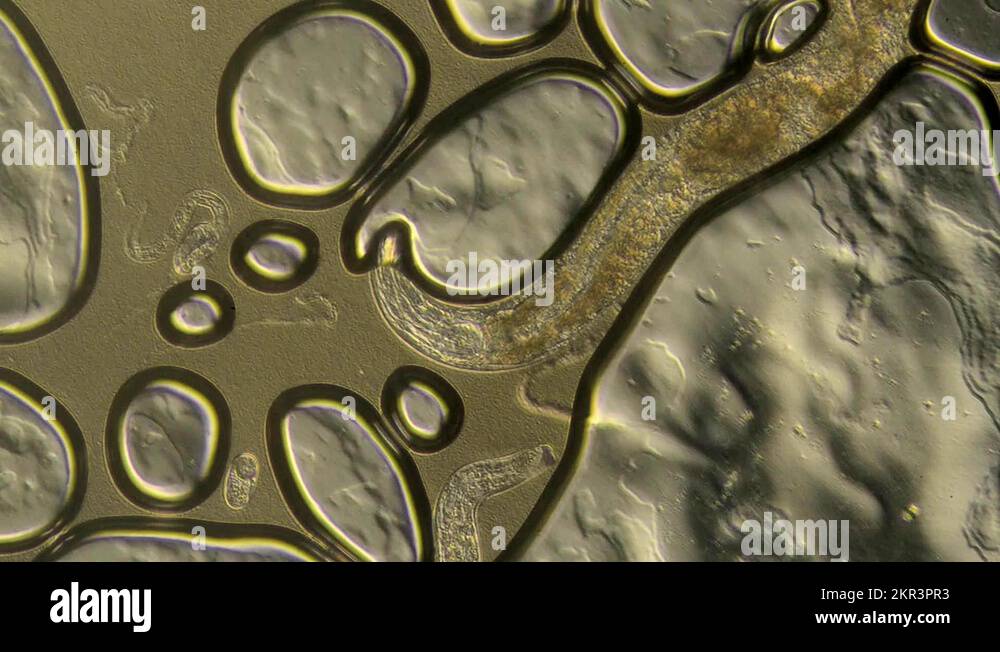 Elegans Stock Videos & Footage - HD and 4K Video Clips - Alamy
