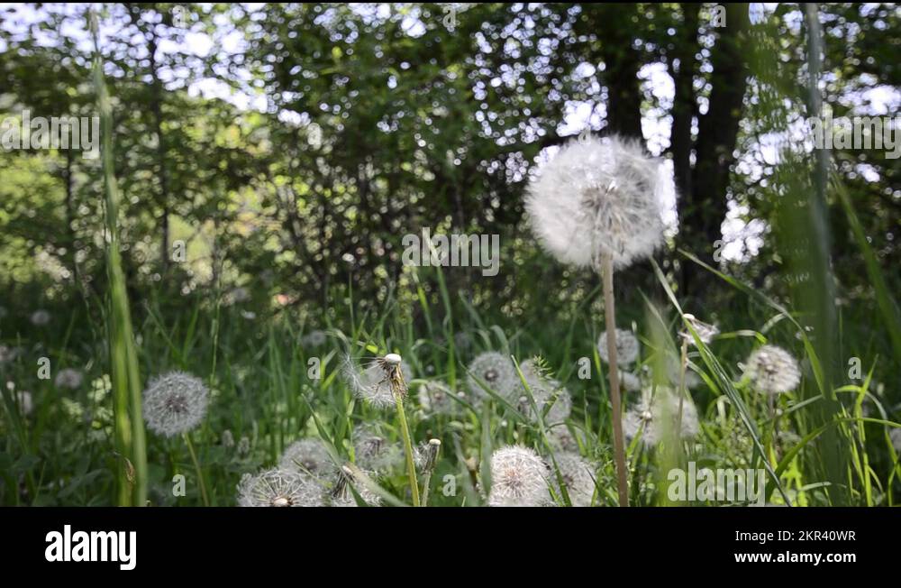 Crane shoot Stock Videos & Footage HD and 4K Video Clips Alamy