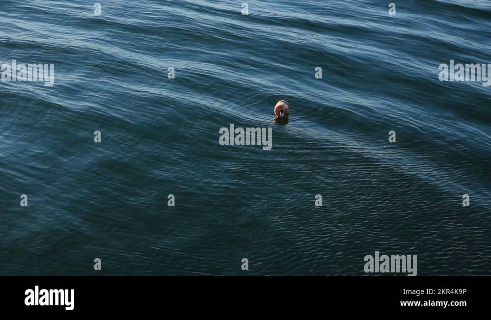 Lobster buoy in water Stock Videos & Footage HD and 4K Video Clips