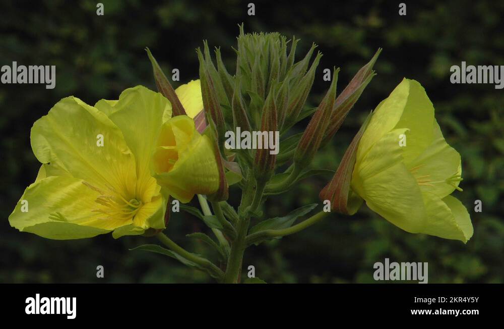 Hermaphrodite plants Stock Videos & Footage HD and 4K Video Clips Alamy
