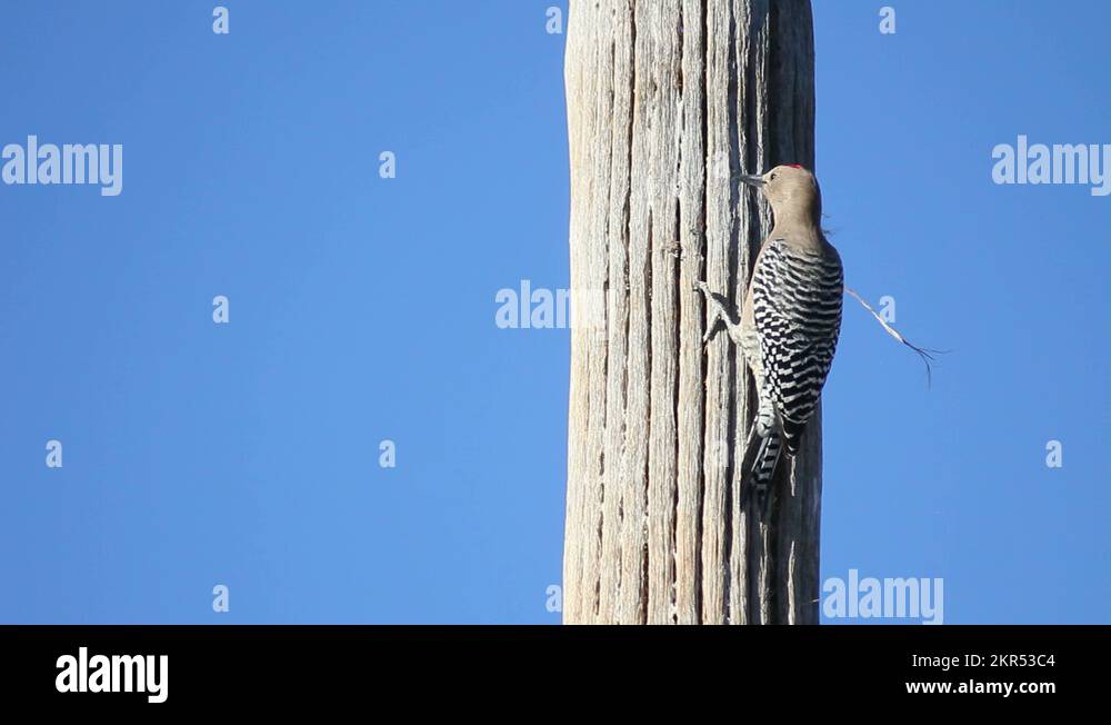 Woodpecker markings Stock Videos & Footage - HD and 4K Video Clips - Alamy