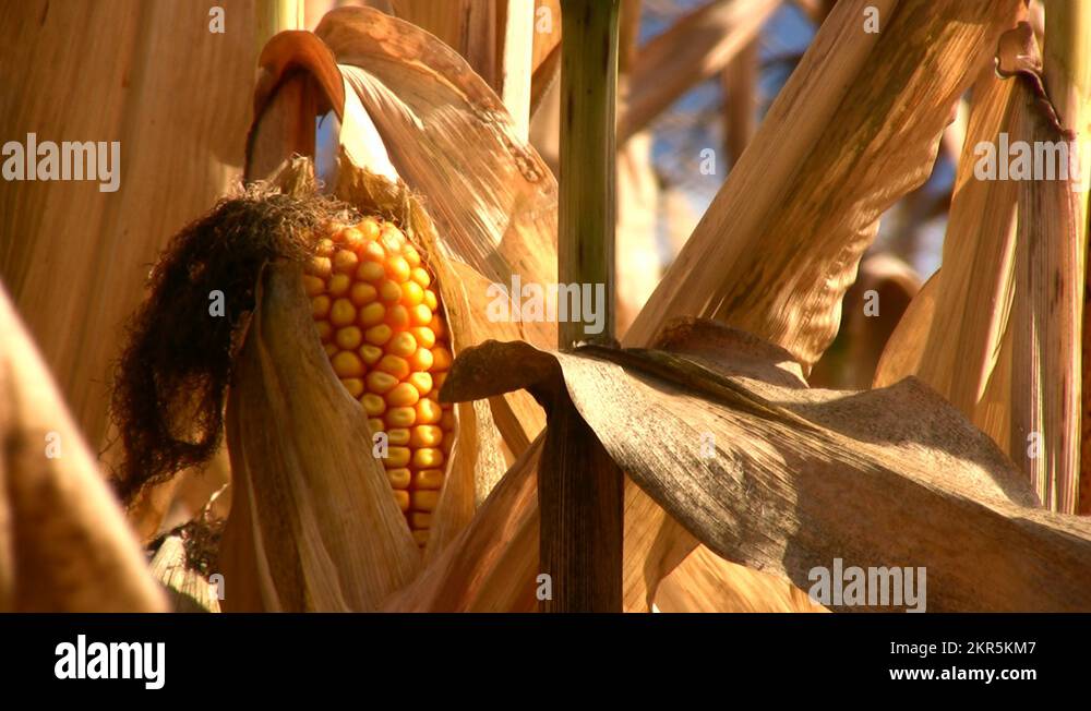 Corn for cattle feed Stock Videos & Footage HD and 4K Video Clips Alamy