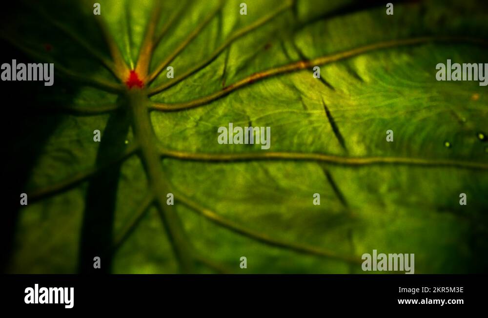 Exotic sun lily Stock Videos & Footage - HD and 4K Video Clips - Alamy
