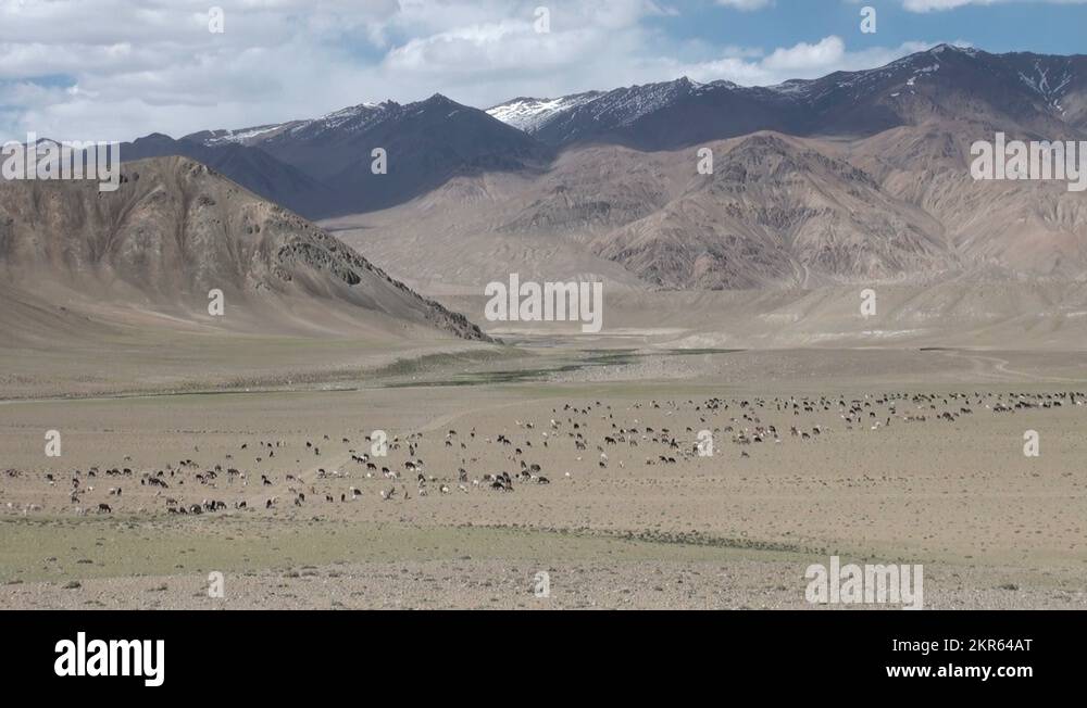Goats and sheep walk through arid mountains in Tajikistan, agriculture
