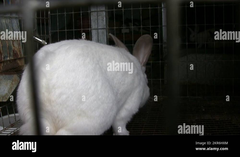 White rabbit in cage Stock Videos & Footage HD and 4K Video Clips Alamy