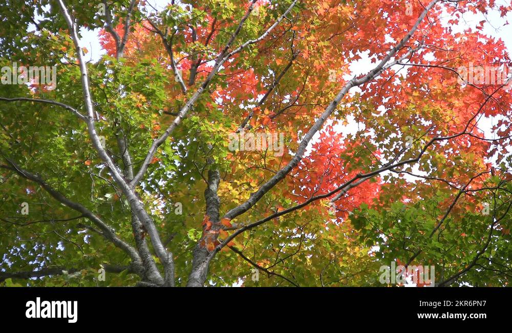 Autumn fall metaphor Stock Videos & Footage HD and 4K Video Clips Alamy