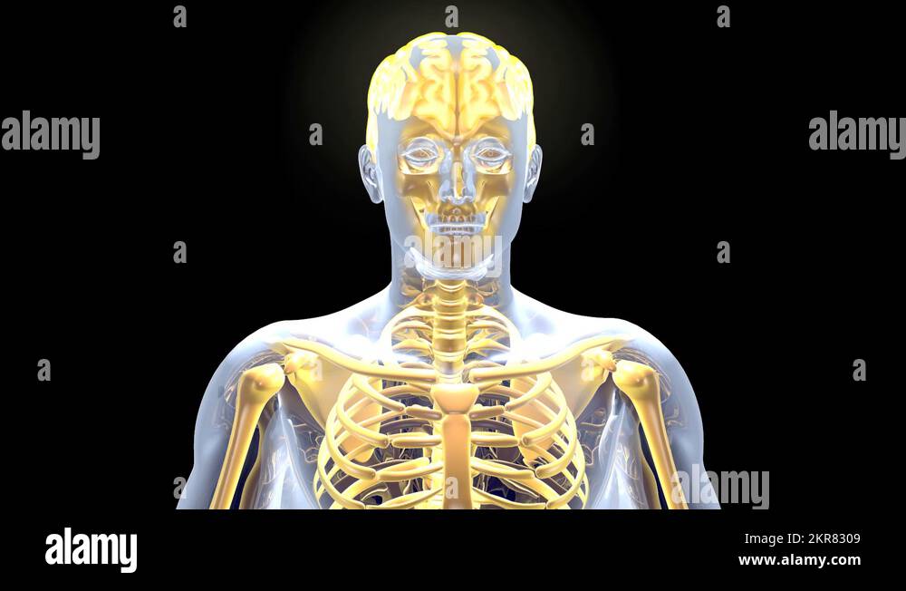 Anatomic physiology Stock Videos & Footage - HD and 4K Video Clips - Alamy