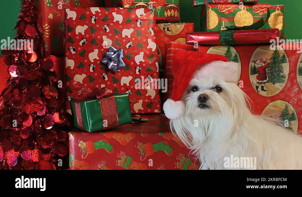 Maltese guards Stock Videos & Footage HD and 4K Video Clips Alamy