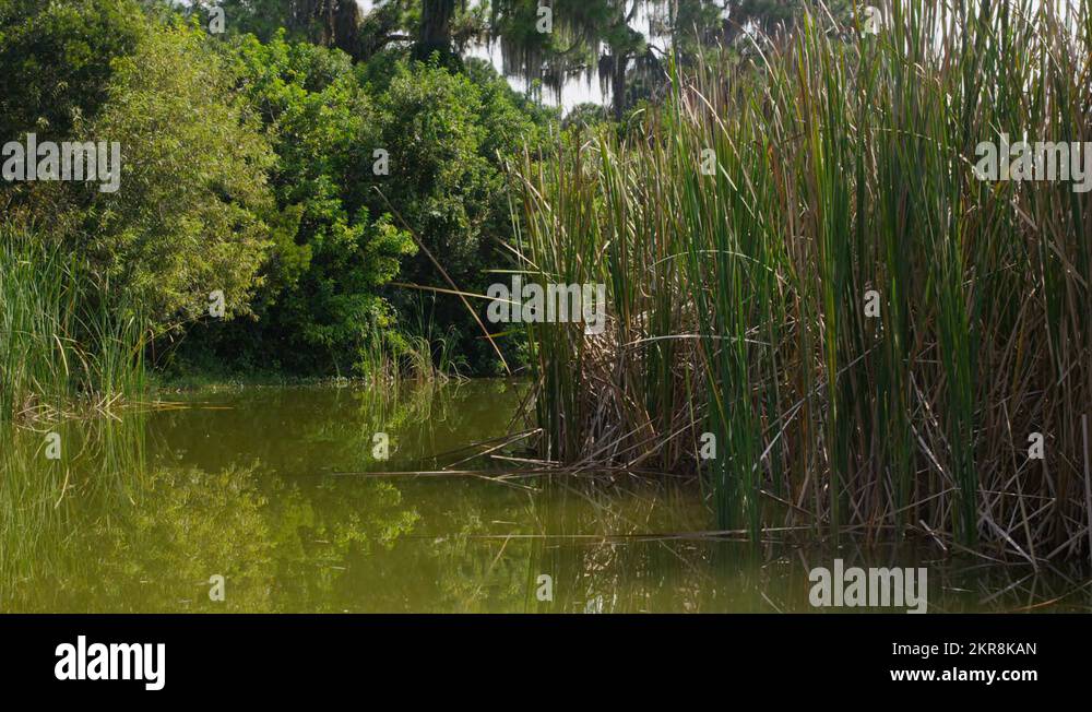 Reed rush bed Stock Videos & Footage HD and 4K Video Clips Alamy