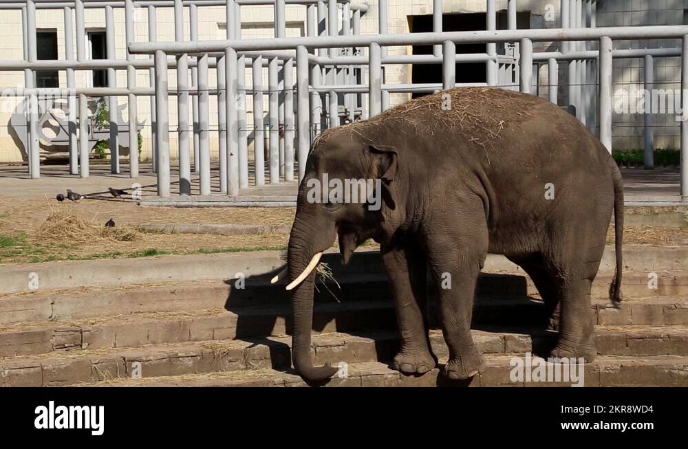 Elephant stairs Stock Videos & Footage HD and 4K Video Clips Alamy