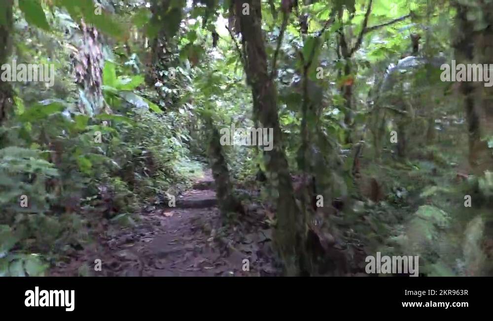 Jungle walking trail Stock Videos & Footage - HD and 4K Video Clips - Alamy