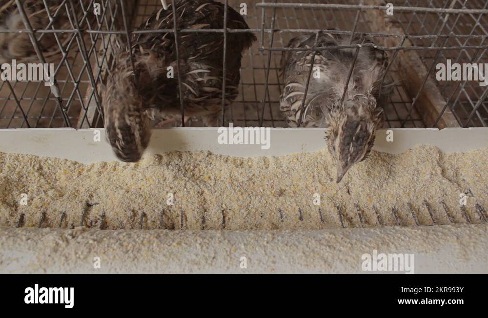 Quail feeding Stock Videos & Footage HD and 4K Video Clips Alamy