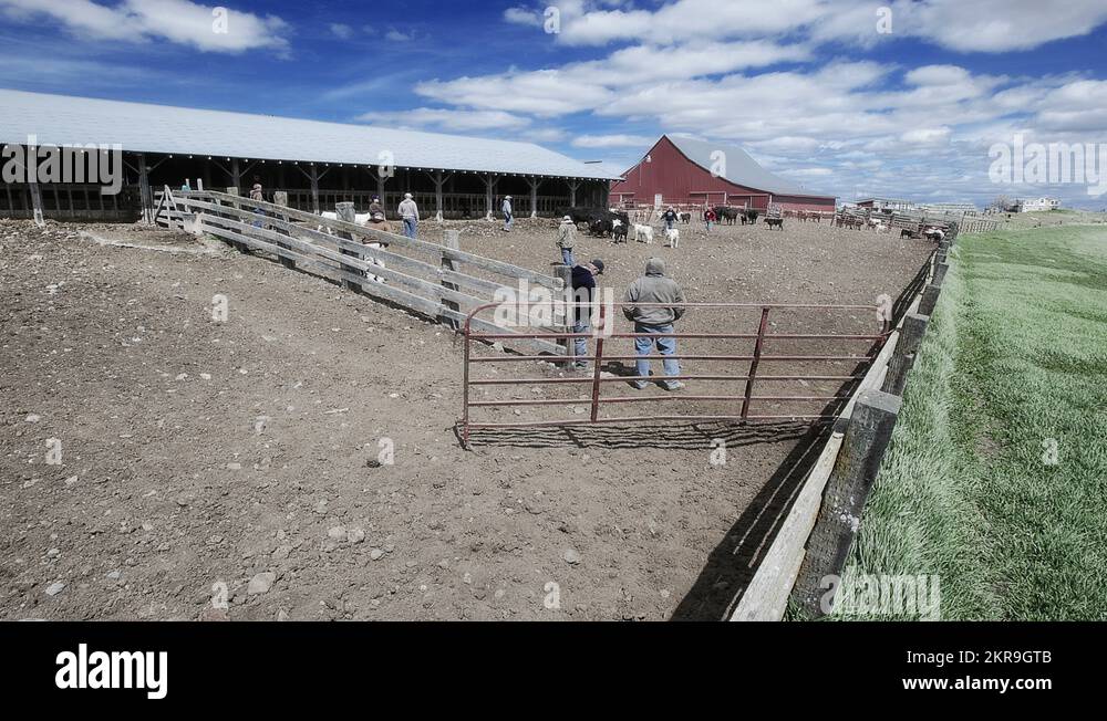 Cattle sorting Stock Videos & Footage - HD and 4K Video Clips - Alamy