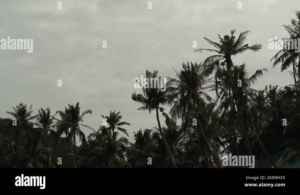 Coconut trees in a storm Stock Videos & Footage - HD and 4K Video Clips ...
