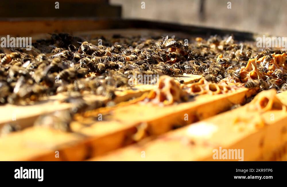frame of Bees And Hives ,bees in apiary,beehive,Beekeeper Stock Video ...