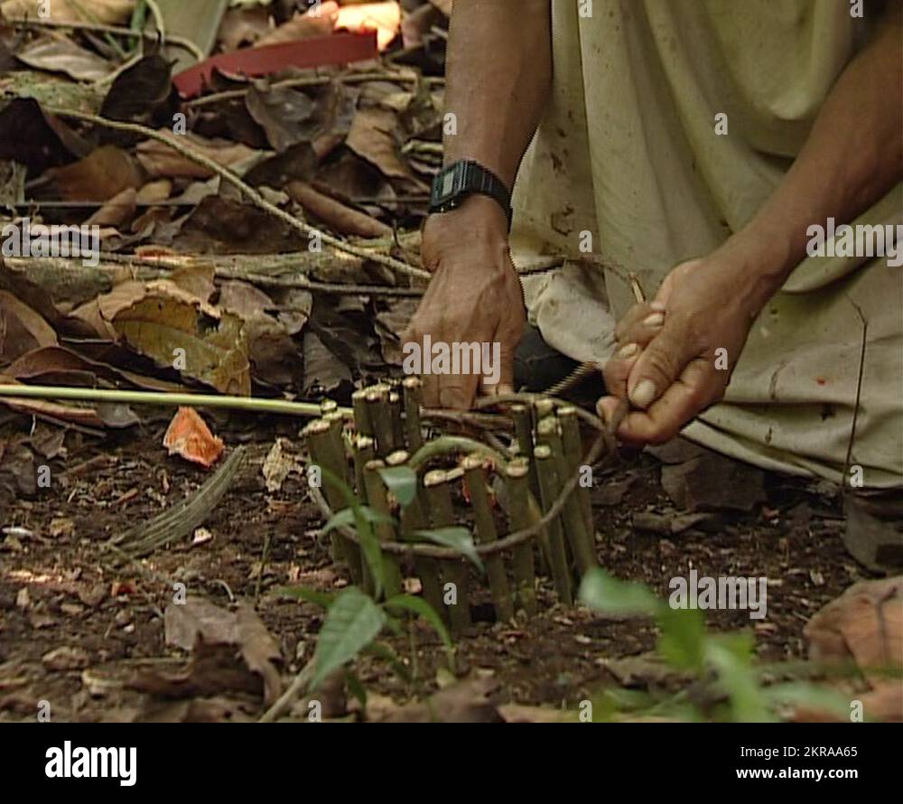 Lacandon hunter making a trap or snare in the jungle of Palenque Stock