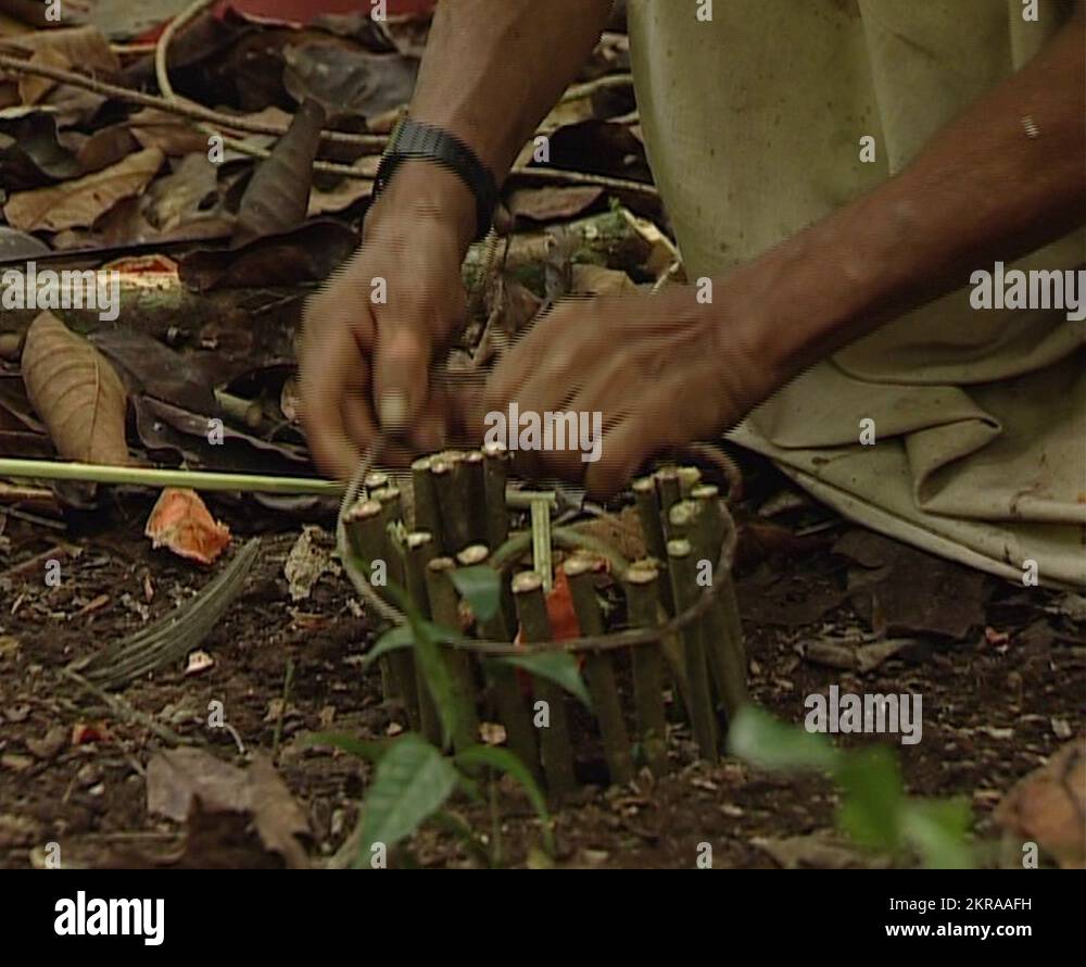 Lacandon hunter making a trap or snare in the jungle of Palenque Stock