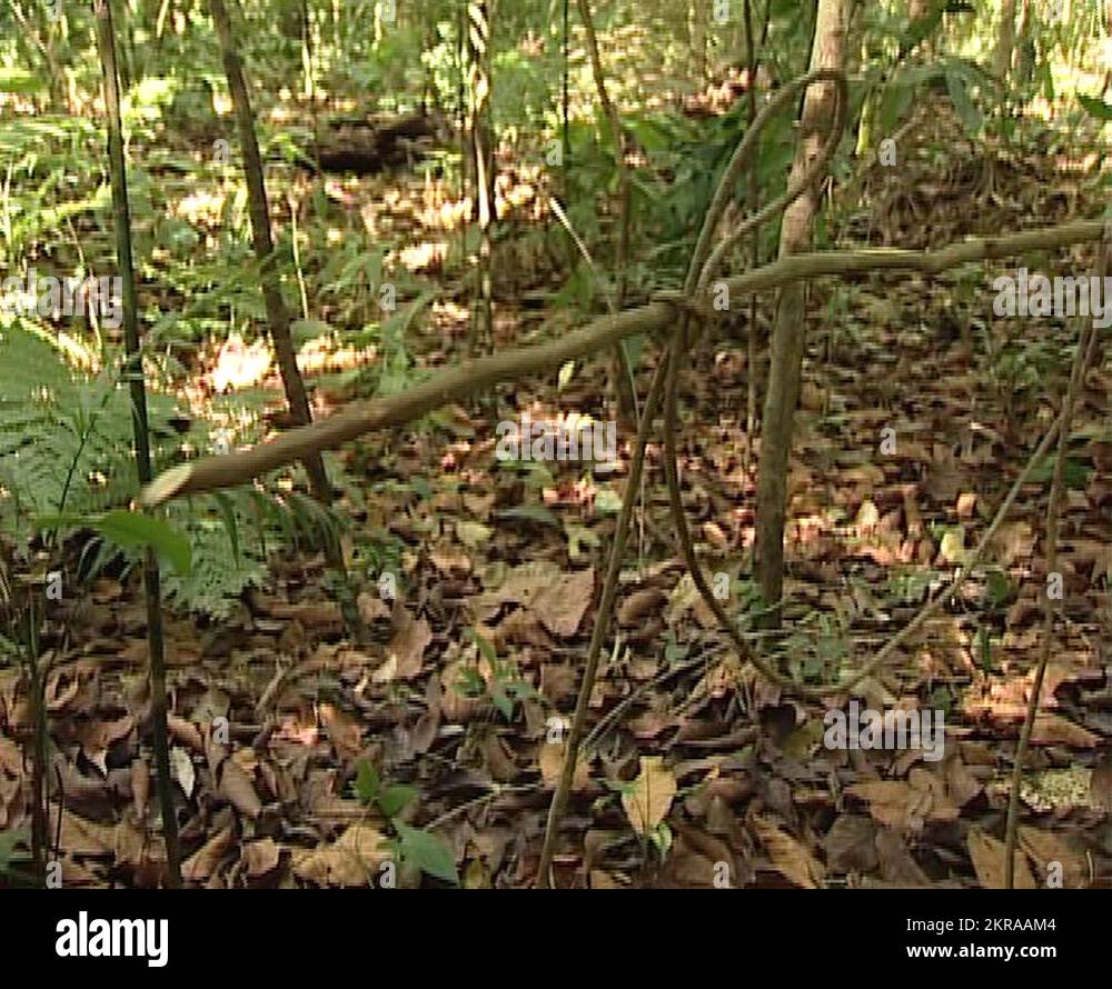 Lacandon hunter making a trap or snare in the jungle of Palenque Stock