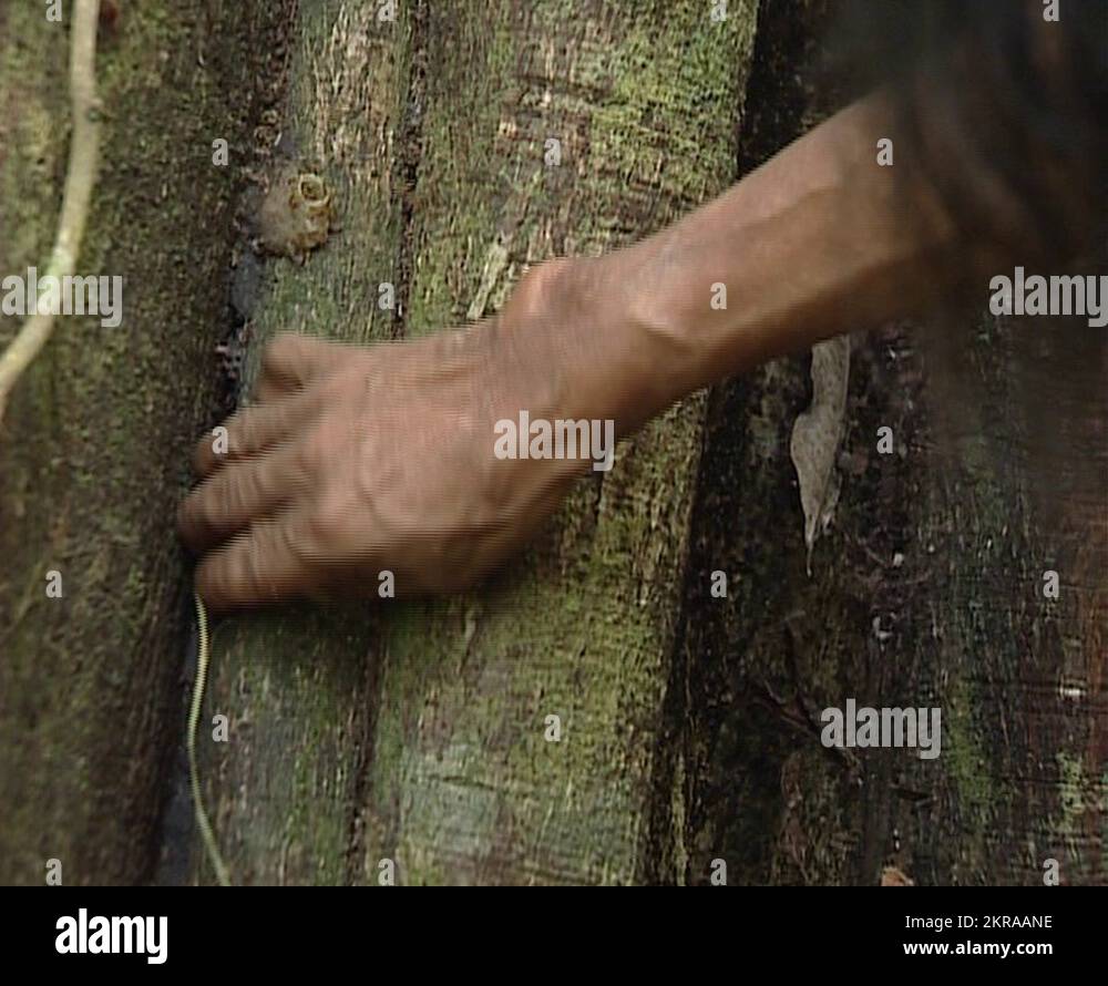 Lacandon men making bark paper of the amate tree.Traditional Mayan