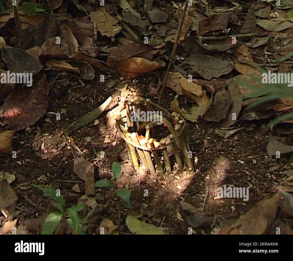 Lacandon hunter making a trap or snare in the jungle of Palenque Stock