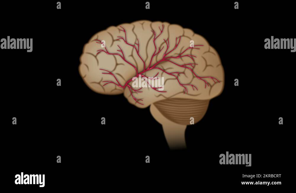 Healthcaresymbol Stock Videos & Footage HD and 4K Video Clips Alamy