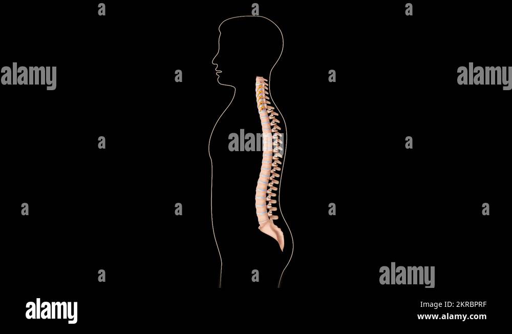 Cervical Medial Branch Block Levels